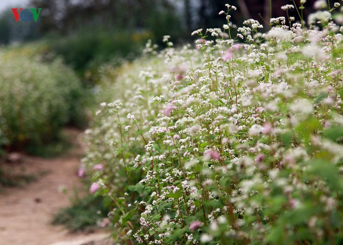 Buckwheat flowers bring a sparkle to Hanoi, travel news, Vietnam guide, Vietnam airlines, Vietnam tour, tour Vietnam, Hanoi, ho chi minh city, Saigon, travelling to Vietnam, Vietnam travelling, Vietnam travel, vn news