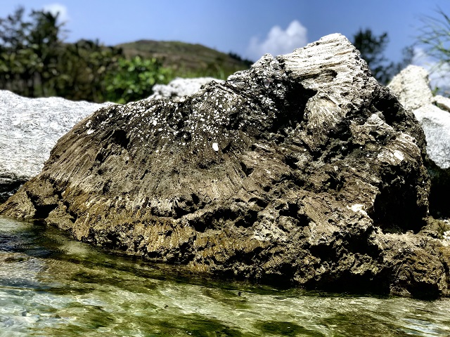 Unique five-thousand year old fossil reef found in Vietnam, entertainment events, entertainment news, entertainment activities, what’s on, Vietnam culture, Vietnam tradition, vn news, Vietnam beauty, news Vietnam, Vietnam news, Vietnam net news, vietnamne