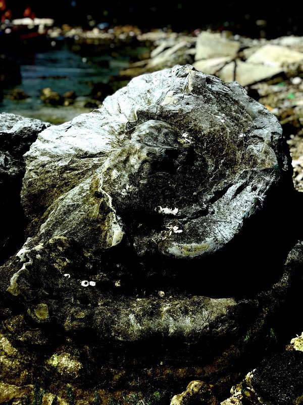 Unique five-thousand year old fossil reef found in Vietnam, entertainment events, entertainment news, entertainment activities, what’s on, Vietnam culture, Vietnam tradition, vn news, Vietnam beauty, news Vietnam, Vietnam news, Vietnam net news, vietnamne