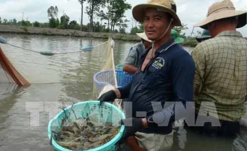 Technology exhibition of Vietnam shrimp sector to run in Bac Lieu, Central Highlands provinces asked to not expand macadamia area, FTAs help garment-textile firms diversify export markets
