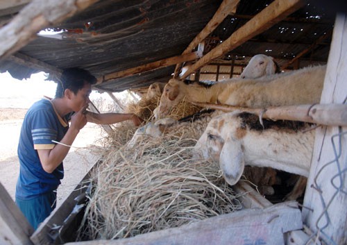 Ninh Thuan: Sheep die en mass as dry season starts, social news, vietnamnet bridge, english news, Vietnam news, news Vietnam, vietnamnet news, Vietnam net news, Vietnam latest news, vn news, Vietnam breaking news