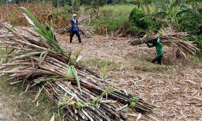 Sugarcane farmers in Mekong Delta suffer losses due to low prices, vietnam economy, business news, vn news, vietnamnet bridge, english news, Vietnam news, news Vietnam, vietnamnet news, vn news, Vietnam net news, Vietnam latest news, Vietnam breaking news