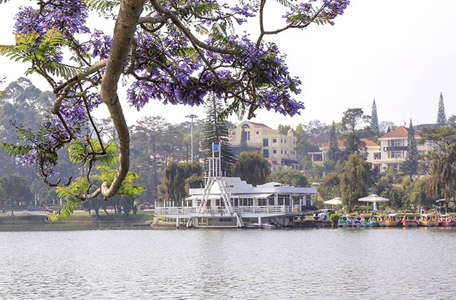 Vibrant violet flamboyant flower season in Da Lat, travel news, Vietnam guide, Vietnam airlines, Vietnam tour, tour Vietnam, Hanoi, ho chi minh city, Saigon, travelling to Vietnam, Vietnam travelling, Vietnam travel, vn news