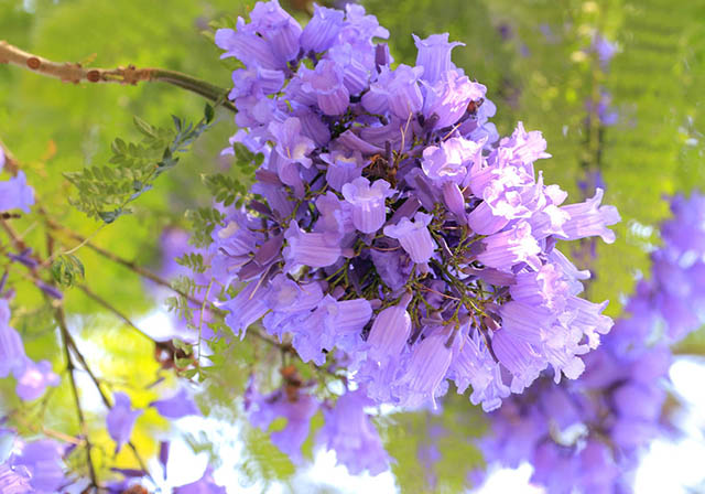 Vibrant violet flamboyant flower season in Da Lat, travel news, Vietnam guide, Vietnam airlines, Vietnam tour, tour Vietnam, Hanoi, ho chi minh city, Saigon, travelling to Vietnam, Vietnam travelling, Vietnam travel, vn news