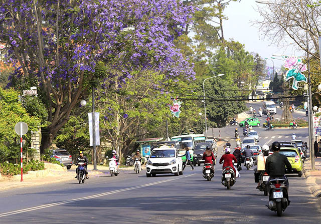 Vibrant violet flamboyant flower season in Da Lat, travel news, Vietnam guide, Vietnam airlines, Vietnam tour, tour Vietnam, Hanoi, ho chi minh city, Saigon, travelling to Vietnam, Vietnam travelling, Vietnam travel, vn news