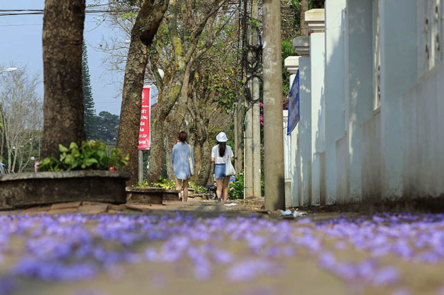 Vibrant violet flamboyant flower season in Da Lat, travel news, Vietnam guide, Vietnam airlines, Vietnam tour, tour Vietnam, Hanoi, ho chi minh city, Saigon, travelling to Vietnam, Vietnam travelling, Vietnam travel, vn news