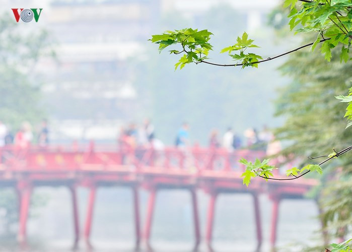 Hanoi plants red maple trees around Hoan Kiem Lake, social news, vietnamnet bridge, english news, Vietnam news, news Vietnam, vietnamnet news, Vietnam net news, Vietnam latest news, vn news, Vietnam breaking news