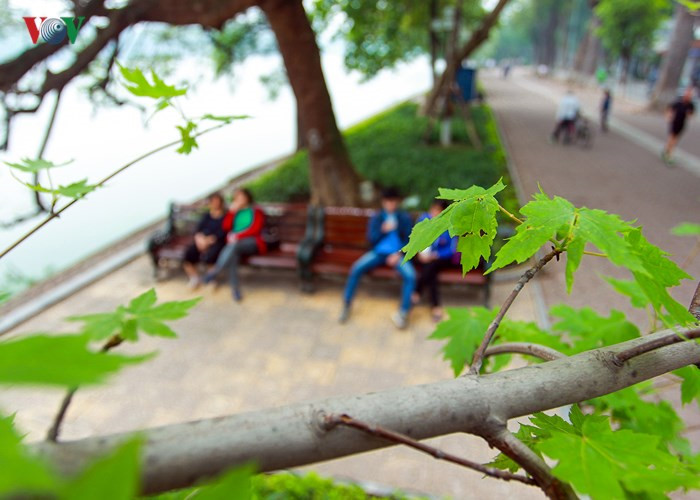 Hanoi plants red maple trees around Hoan Kiem Lake, social news, vietnamnet bridge, english news, Vietnam news, news Vietnam, vietnamnet news, Vietnam net news, Vietnam latest news, vn news, Vietnam breaking news