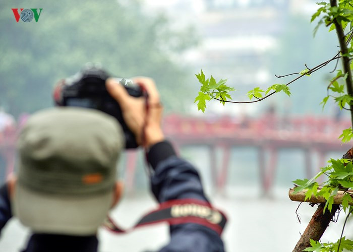 Hanoi plants red maple trees around Hoan Kiem Lake, social news, vietnamnet bridge, english news, Vietnam news, news Vietnam, vietnamnet news, Vietnam net news, Vietnam latest news, vn news, Vietnam breaking news