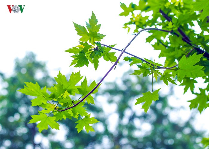 Hanoi plants red maple trees around Hoan Kiem Lake, social news, vietnamnet bridge, english news, Vietnam news, news Vietnam, vietnamnet news, Vietnam net news, Vietnam latest news, vn news, Vietnam breaking news