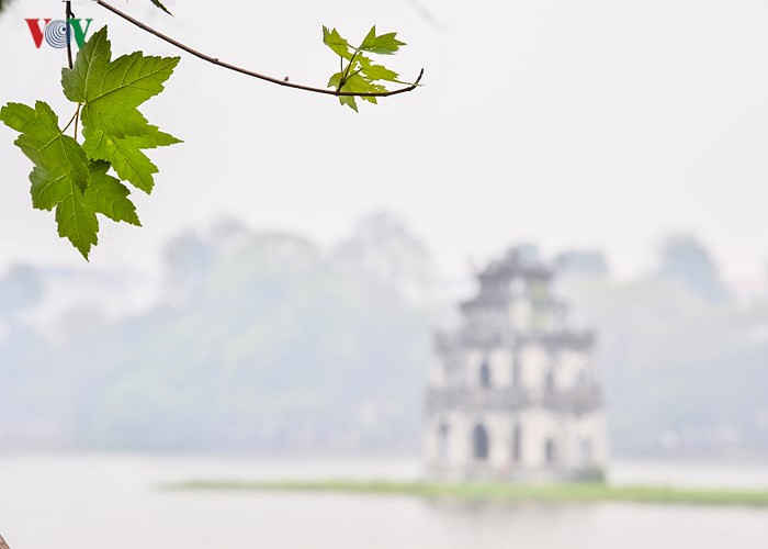 Hanoi plants red maple trees around Hoan Kiem Lake, social news, vietnamnet bridge, english news, Vietnam news, news Vietnam, vietnamnet news, Vietnam net news, Vietnam latest news, vn news, Vietnam breaking news