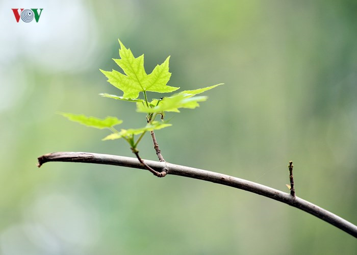 Hanoi plants red maple trees around Hoan Kiem Lake, social news, vietnamnet bridge, english news, Vietnam news, news Vietnam, vietnamnet news, Vietnam net news, Vietnam latest news, vn news, Vietnam breaking news