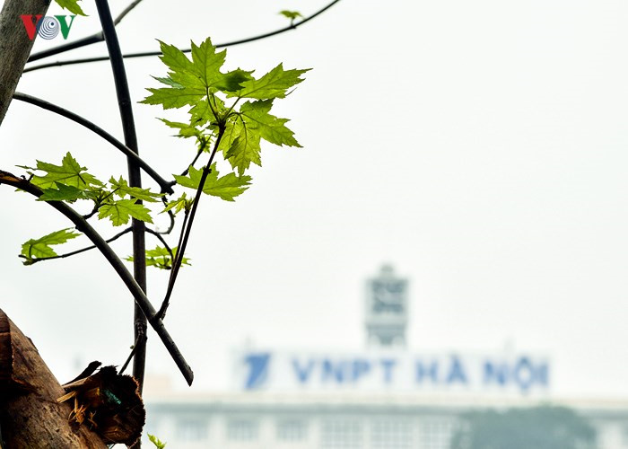 Hanoi plants red maple trees around Hoan Kiem Lake, social news, vietnamnet bridge, english news, Vietnam news, news Vietnam, vietnamnet news, Vietnam net news, Vietnam latest news, vn news, Vietnam breaking news