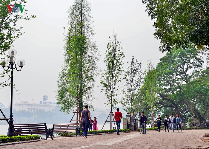 Hanoi plants red maple trees around Hoan Kiem Lake, social news, vietnamnet bridge, english news, Vietnam news, news Vietnam, vietnamnet news, Vietnam net news, Vietnam latest news, vn news, Vietnam breaking news