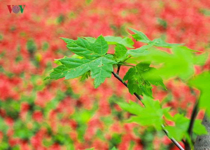 Hanoi plants red maple trees around Hoan Kiem Lake, social news, vietnamnet bridge, english news, Vietnam news, news Vietnam, vietnamnet news, Vietnam net news, Vietnam latest news, vn news, Vietnam breaking news