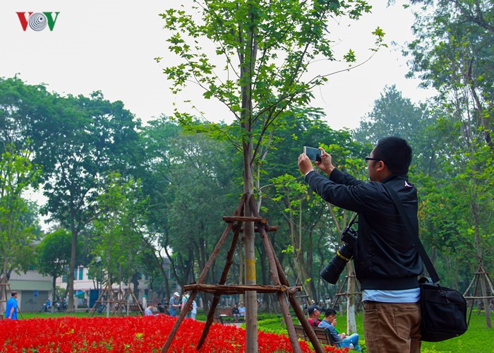 Hanoi plants red maple trees around Hoan Kiem Lake, social news, vietnamnet bridge, english news, Vietnam news, news Vietnam, vietnamnet news, Vietnam net news, Vietnam latest news, vn news, Vietnam breaking news