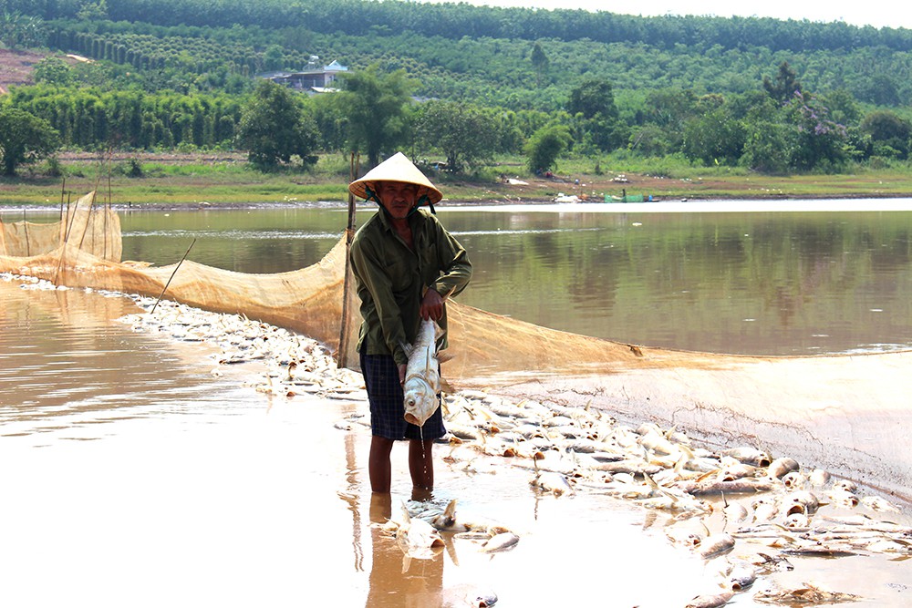 Tonnes of fish found dead at Binh Phuoc Lake, Vietnam environment, climate change in Vietnam, Vietnam weather, Vietnam climate, pollution in Vietnam, environmental news, sci-tech news, vietnamnet bridge, english news, Vietnam news, news Vietnam, vietnamne