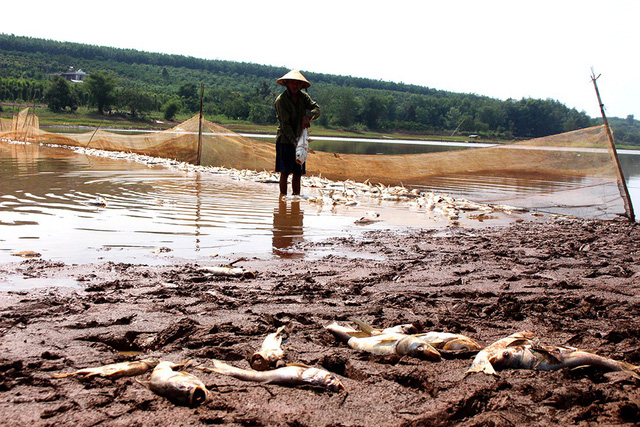 Tonnes of fish found dead at Binh Phuoc Lake, Vietnam environment, climate change in Vietnam, Vietnam weather, Vietnam climate, pollution in Vietnam, environmental news, sci-tech news, vietnamnet bridge, english news, Vietnam news, news Vietnam, vietnamne