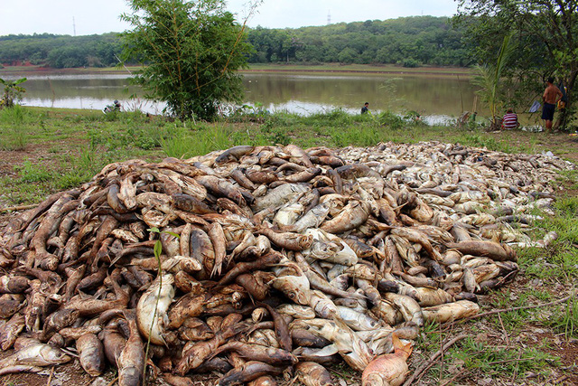 Tonnes of fish found dead at Binh Phuoc Lake, Vietnam environment, climate change in Vietnam, Vietnam weather, Vietnam climate, pollution in Vietnam, environmental news, sci-tech news, vietnamnet bridge, english news, Vietnam news, news Vietnam, vietnamne