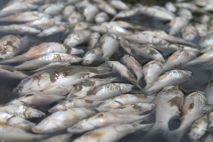 Quang Ngai mass fish deaths under investigation, social news, vietnamnet bridge, english news, Vietnam news, news Vietnam, vietnamnet news, Vietnam net news, Vietnam latest news, vn news, Vietnam breaking news