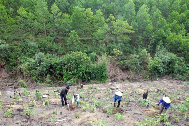 Additional 40,720 hectares of forest planted in northern region, Vietnam environment, climate change in Vietnam, Vietnam weather, Vietnam climate, pollution in Vietnam, environmental news, sci-tech news, vietnamnet bridge, english news, Vietnam news, news