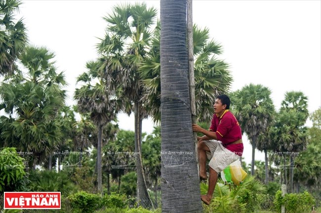 Palm-sugar, a specialty of An Giang, travel news, Vietnam guide, Vietnam airlines, Vietnam tour, tour Vietnam, Hanoi, ho chi minh city, Saigon, travelling to Vietnam, Vietnam travelling, Vietnam travel, vn news