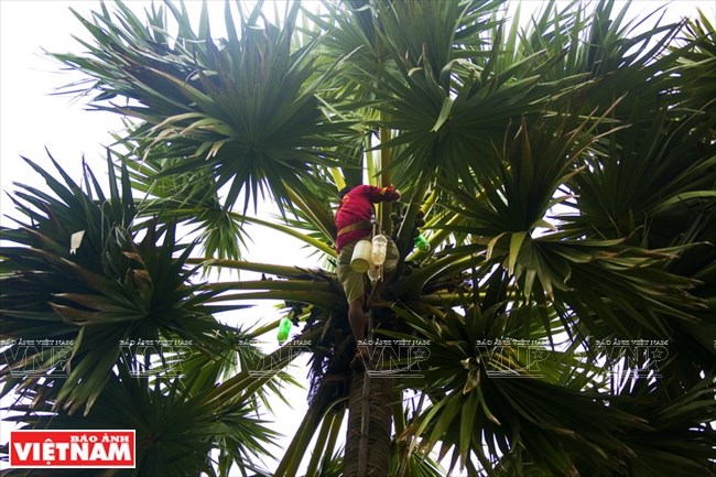 Palm-sugar, a specialty of An Giang, travel news, Vietnam guide, Vietnam airlines, Vietnam tour, tour Vietnam, Hanoi, ho chi minh city, Saigon, travelling to Vietnam, Vietnam travelling, Vietnam travel, vn news