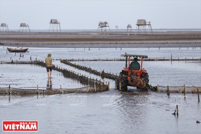 Villages on the sea, Tien Hai, Thai Binh, fishing village, travel news, Vietnam guide, Vietnam airlines, Vietnam tour, tour Vietnam, Hanoi, ho chi minh city, Saigon, travelling to Vietnam, Vietnam travelling, Vietnam travel, vn news