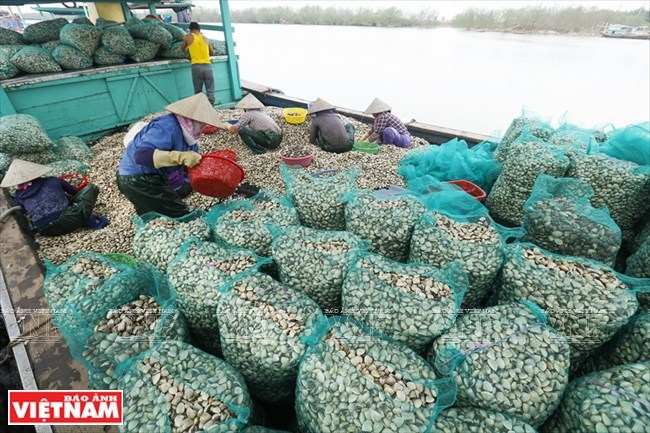 Villages on the sea, Tien Hai, Thai Binh, fishing village, travel news, Vietnam guide, Vietnam airlines, Vietnam tour, tour Vietnam, Hanoi, ho chi minh city, Saigon, travelling to Vietnam, Vietnam travelling, Vietnam travel, vn news