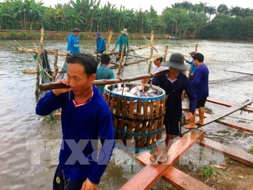 Almost 536 tonnes of rice offered to northern Ha Giang province, Lord Buddha’s birthday celebrated abroad, Tien Giang province breeds more tra fish on alluvial areas