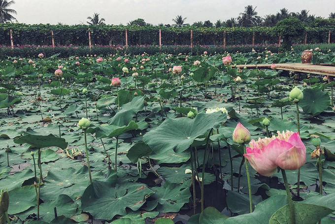 Visitors buzz around Tien Giang flower garden, travel news, Vietnam guide, Vietnam airlines, Vietnam tour, tour Vietnam, Hanoi, ho chi minh city, Saigon, travelling to Vietnam, Vietnam travelling, Vietnam travel, vn news