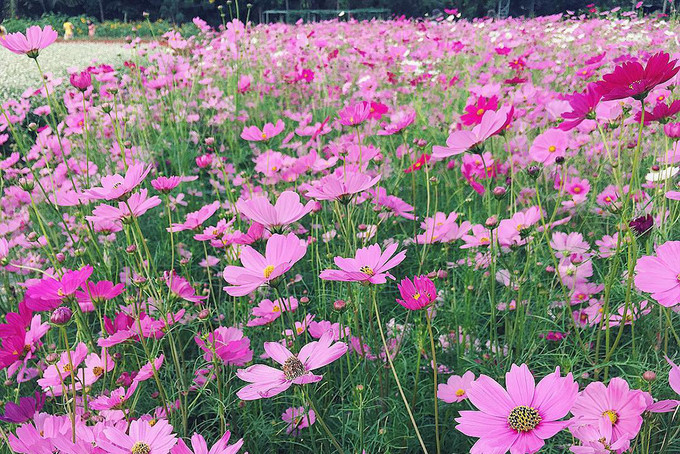 Visitors buzz around Tien Giang flower garden, travel news, Vietnam guide, Vietnam airlines, Vietnam tour, tour Vietnam, Hanoi, ho chi minh city, Saigon, travelling to Vietnam, Vietnam travelling, Vietnam travel, vn news