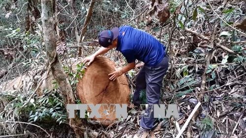 Anesthesia and Intensive Care Simulation Center opens in HCM City, Ly Son Island to face overloaded traffic, Illegal wood cutting rampant in Kon Tum, HCM City’s District 2 gets new bridge