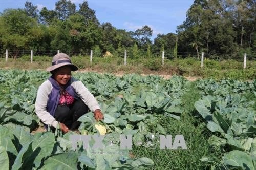 Hanoi hailed for environmental protection efforts, Bac Ha tourism week underway in Lao Cai, Dak Nong defuses three 227kg-bombs, Da Nang emerges as popular destinations for RoK tourists