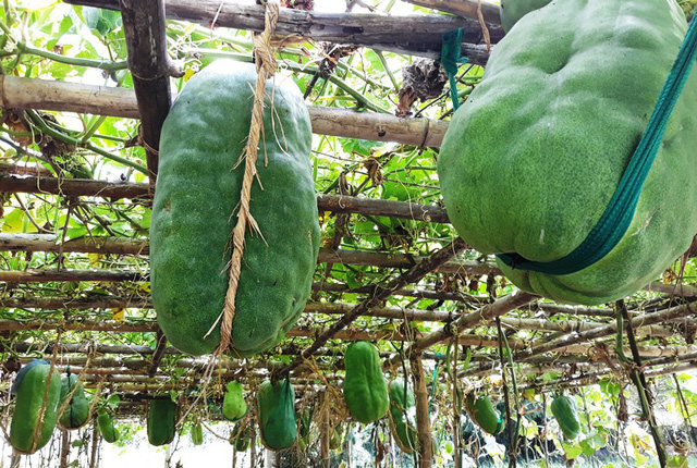 Binh Dinh village's giant winter melons, travel news, Vietnam guide, Vietnam airlines, Vietnam tour, tour Vietnam, Hanoi, ho chi minh city, Saigon, travelling to Vietnam, Vietnam travelling, Vietnam travel, vn news