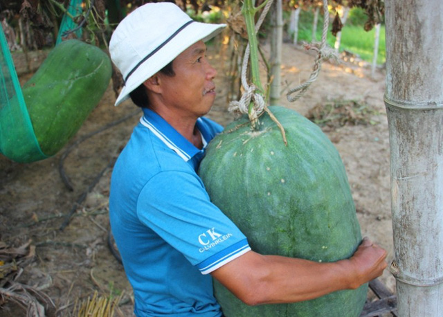 Binh Dinh village's giant winter melons, travel news, Vietnam guide, Vietnam airlines, Vietnam tour, tour Vietnam, Hanoi, ho chi minh city, Saigon, travelling to Vietnam, Vietnam travelling, Vietnam travel, vn news