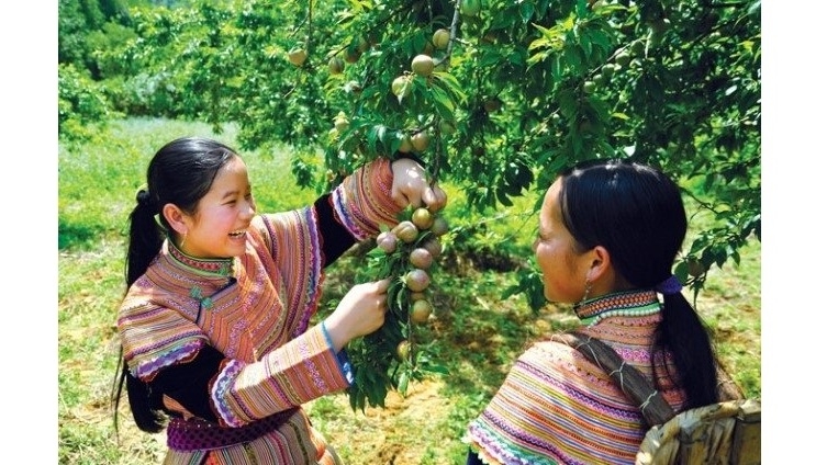 Beauty of Bac Ha in plum harvesting season, social news, vietnamnet bridge, english news, Vietnam news, news Vietnam, vietnamnet news, Vietnam net news, Vietnam latest news, vn news, Vietnam breaking news