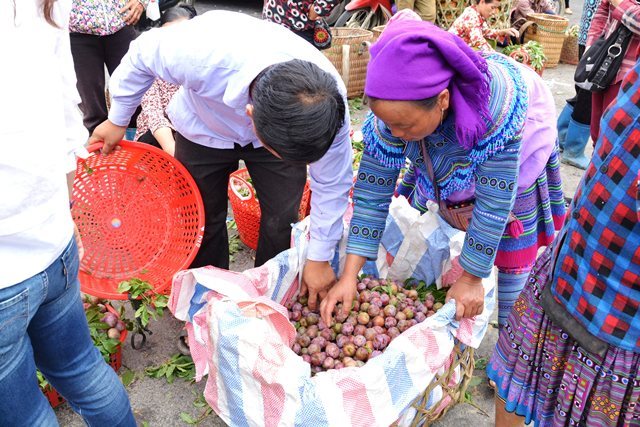 Beauty of Bac Ha in plum harvesting season, social news, vietnamnet bridge, english news, Vietnam news, news Vietnam, vietnamnet news, Vietnam net news, Vietnam latest news, vn news, Vietnam breaking news