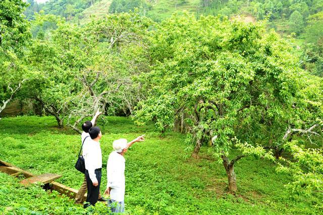 Beauty of Bac Ha in plum harvesting season, social news, vietnamnet bridge, english news, Vietnam news, news Vietnam, vietnamnet news, Vietnam net news, Vietnam latest news, vn news, Vietnam breaking news