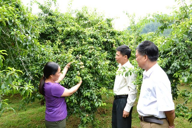 Beauty of Bac Ha in plum harvesting season, social news, vietnamnet bridge, english news, Vietnam news, news Vietnam, vietnamnet news, Vietnam net news, Vietnam latest news, vn news, Vietnam breaking news