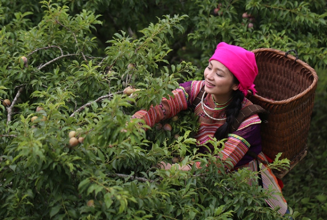 Beauty of Bac Ha in plum harvesting season, social news, vietnamnet bridge, english news, Vietnam news, news Vietnam, vietnamnet news, Vietnam net news, Vietnam latest news, vn news, Vietnam breaking news