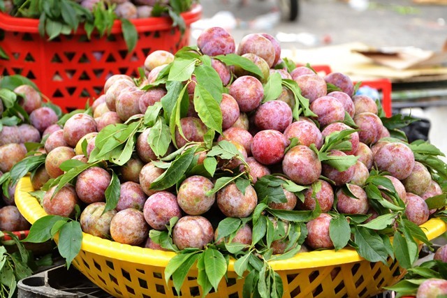 Beauty of Bac Ha in plum harvesting season, social news, vietnamnet bridge, english news, Vietnam news, news Vietnam, vietnamnet news, Vietnam net news, Vietnam latest news, vn news, Vietnam breaking news