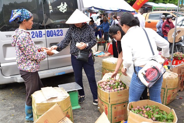 Beauty of Bac Ha in plum harvesting season, social news, vietnamnet bridge, english news, Vietnam news, news Vietnam, vietnamnet news, Vietnam net news, Vietnam latest news, vn news, Vietnam breaking news