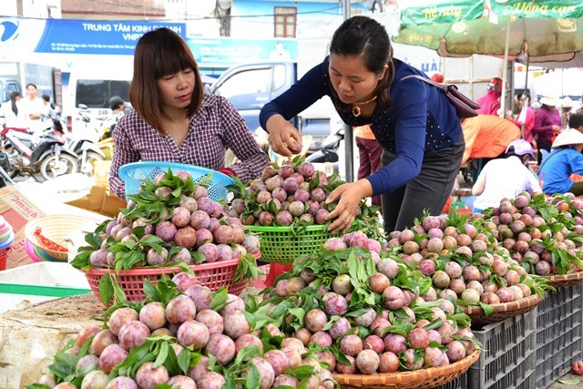 Beauty of Bac Ha in plum harvesting season, social news, vietnamnet bridge, english news, Vietnam news, news Vietnam, vietnamnet news, Vietnam net news, Vietnam latest news, vn news, Vietnam breaking news