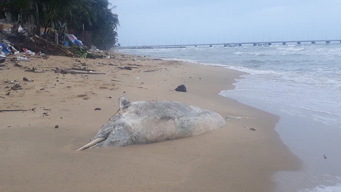 150kg dolphin found dead in Phu Quoc, Vietnam environment, climate change in Vietnam, Vietnam weather, Vietnam climate, pollution in Vietnam, environmental news, sci-tech news, vietnamnet bridge, english news, Vietnam news, news Vietnam, vietnamnet news,