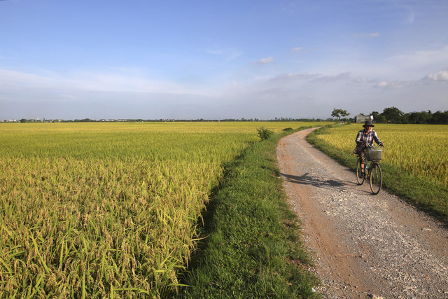 Beautiful ripening rice fields in Hanoi, social news, vietnamnet bridge, english news, Vietnam news, news Vietnam, vietnamnet news, Vietnam net news, Vietnam latest news, vn news, Vietnam breaking news