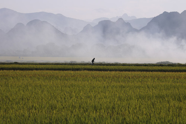 Beautiful ripening rice fields in Hanoi, social news, vietnamnet bridge, english news, Vietnam news, news Vietnam, vietnamnet news, Vietnam net news, Vietnam latest news, vn news, Vietnam breaking news