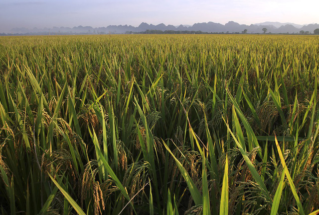 Beautiful ripening rice fields in Hanoi, social news, vietnamnet bridge, english news, Vietnam news, news Vietnam, vietnamnet news, Vietnam net news, Vietnam latest news, vn news, Vietnam breaking news