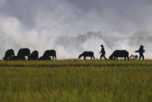 Beautiful ripening rice fields in Hanoi, social news, vietnamnet bridge, english news, Vietnam news, news Vietnam, vietnamnet news, Vietnam net news, Vietnam latest news, vn news, Vietnam breaking news