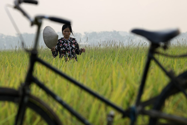 Beautiful ripening rice fields in Hanoi, social news, vietnamnet bridge, english news, Vietnam news, news Vietnam, vietnamnet news, Vietnam net news, Vietnam latest news, vn news, Vietnam breaking news